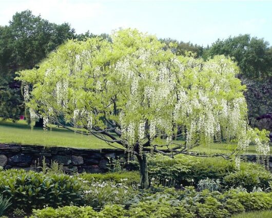 A lush Wisteria floribunda 'White' 8" Pot tree in full bloom within a well-maintained garden.