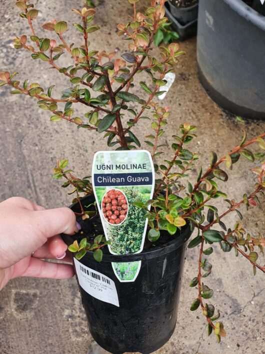 A hand holding a Ugni 'Chilean Guava' 6" pot with a Chilean guava plant (Ugni molinae) and a label displaying the name and image of the fruit.