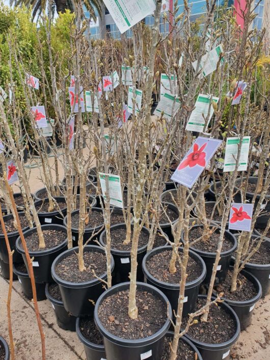 Rows of small potted Magnolia 'Burgundy Star™' 13" Pot trees with informational tags attached, displayed in an outdoor garden center.