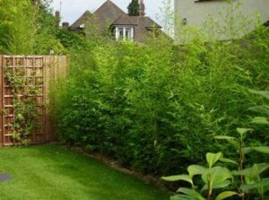 Lush green backyard garden with overgrown Bambusa multiplex 'Japanese Hedging' Bamboo 8" Pot shrubs and a trellis against a wooden fence.