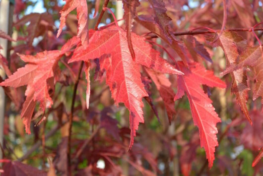 Vibrant red Acer 'Ginnala Flame' Japanese Maple leaves glistening in soft light with a blurred background.