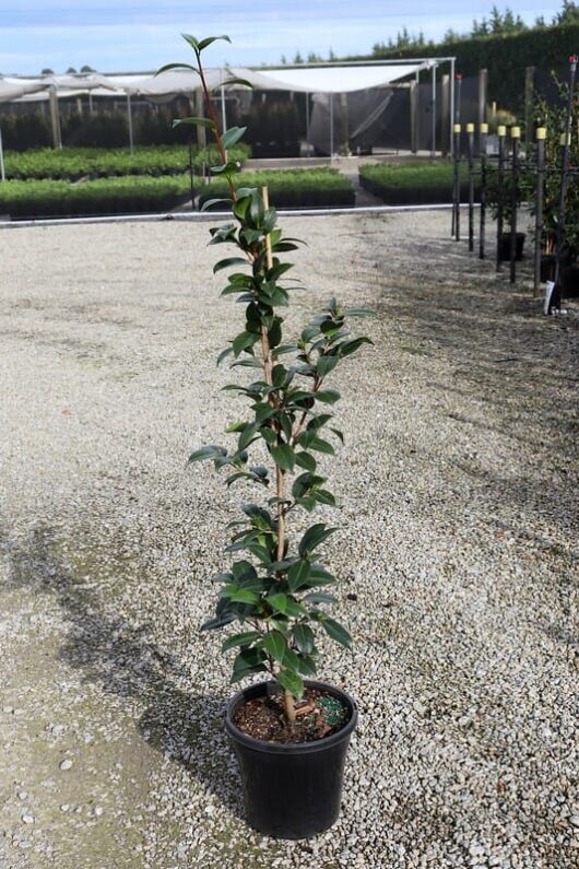 A young Camellia japonica 'Bob Hope' 10" Pot, vertical growing tree in a black pot, situated on a gravel surface with blurred greenhouses in the background.