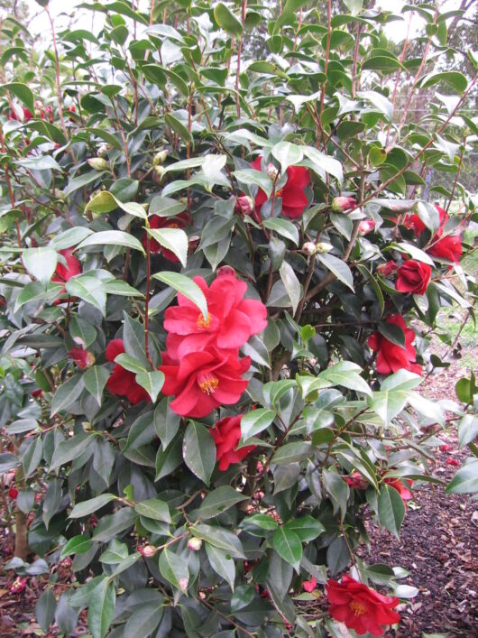 Camellia "Royal Velvet"