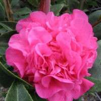 Camellia "Debbie"