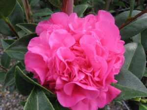 Camellia "Debbie"