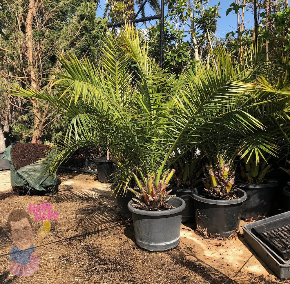 small canary island date palm
