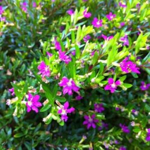 Close-up of vibrant pink Cuphea 'Rob's Mauve' 6" Pot flowers on a dense green shrub, illuminating under natural light.