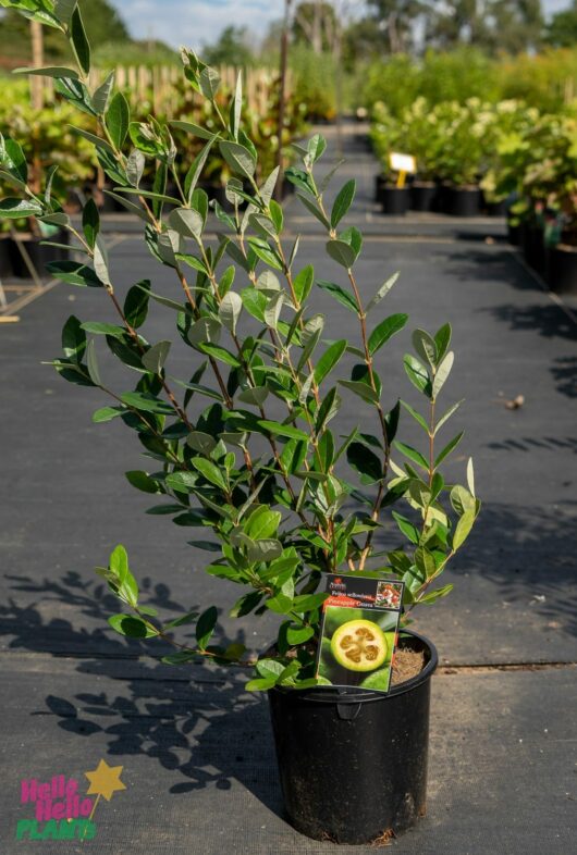 Hello Hello Plants Nursery Melbourne Victoria Australia Feijoa Sellowiana 'Pineapple Guava' 20cm Pot