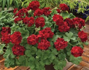 A vibrant display of red geraniums, including the Geranium 'Big Burgundy' 6" Pot, with lush green leaves in a 6" pot, surrounded by other plants in a garden setting.