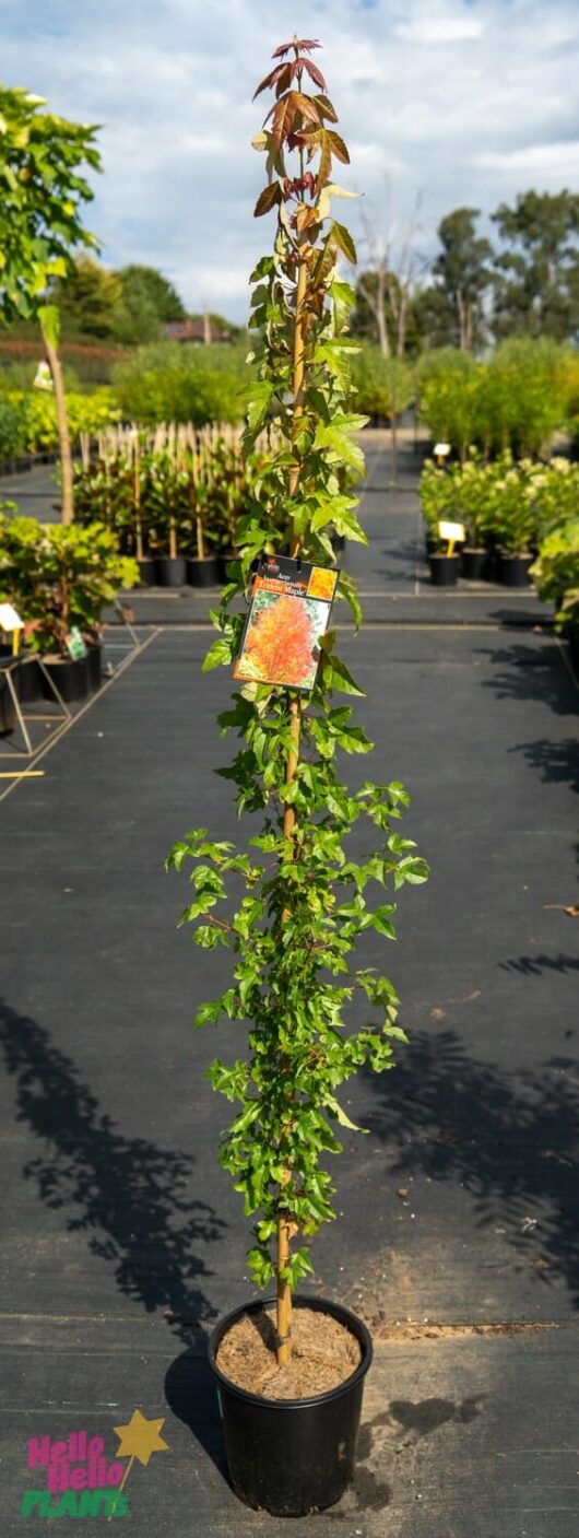 Hello Hello Plants Nursery Melbourne Victoria Australia Acer Buergerianum 'Trident Maple' 20cm pot
