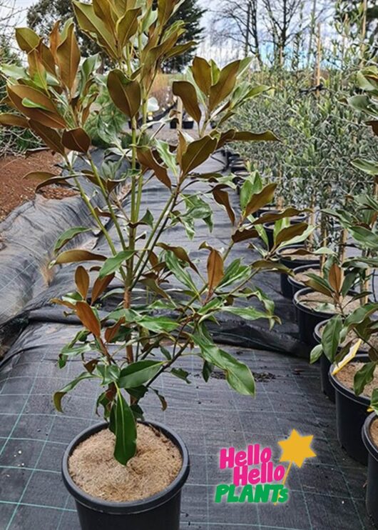 Magnolia 'Kay Parris' 13" Pot