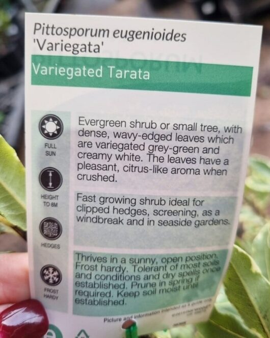 Pittosporum eugenioides 'Variegatum'