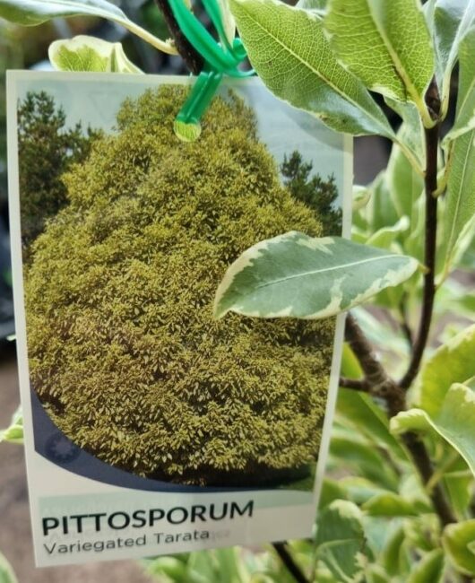 Pittosporum eugenioides 'Variegatum'