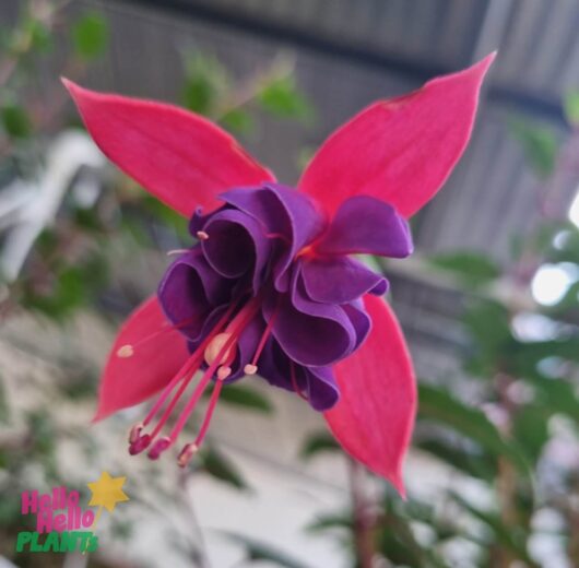 Fuchsia 'Charm Rose Purple' 6" (Hanging Basket)