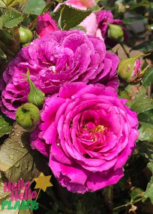 Rose 'Ebb Tides' 2ft Standard