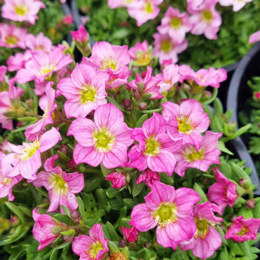 Saxifraga 'Pink' 6" Pot