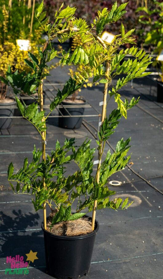 Hello Hello Plants Nursery Melbourne Victoria Australia Wisteria Sinensis Alba Jako 8in Pot