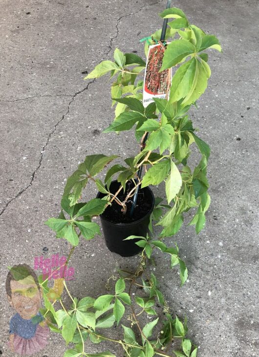 Parthenocissus 'Virginia Creeper' 6" Pot