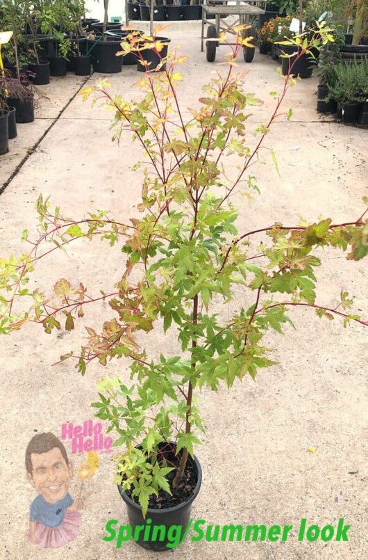 Hello hello plants Acer palmatum Senkaki Sango-kaku Coral Bark Japanese Maple Spring 8in Pot
