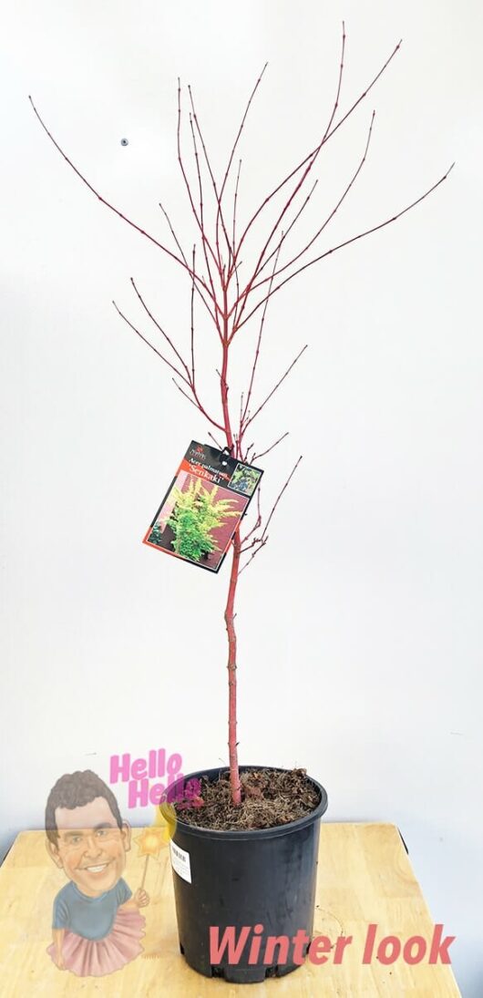 Hello hello plants Acer palmatum Senkaki Sango-kaku Coral Bark Japanese Maple Winter 8in Pot