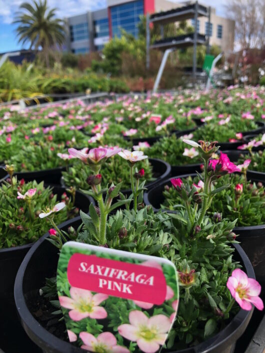 Mossy Saxifraga Pink 6" Pot