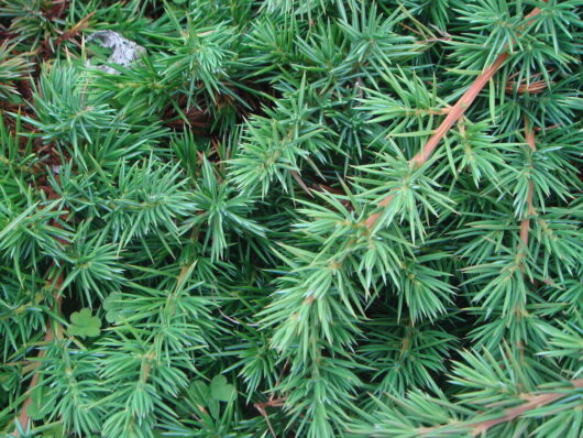 Juniperus 'Shore Juniper' @ Hello Hello Plants