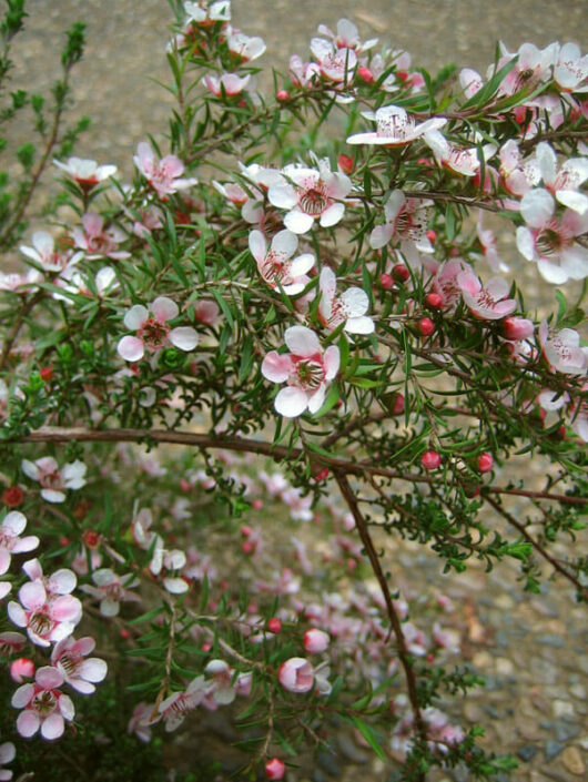 Leptospermum "Pink Cascade"