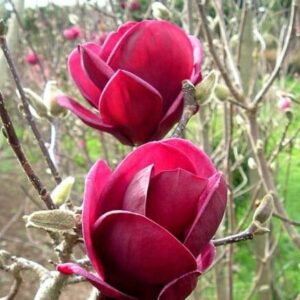 Two vibrant red Magnolia 'Genie' 13" Pot flowers in bloom with buds and branches in the background.