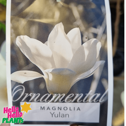 Magnolia 'Yulan'