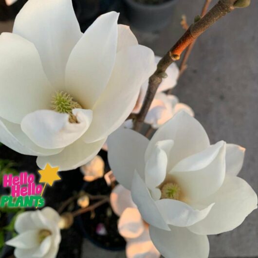 Magnolia 'Yulan'