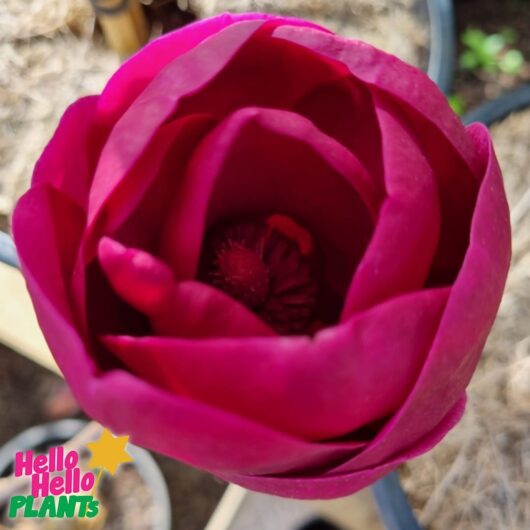 Magnolia 'Black Tulip' (PBR)