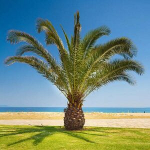 A Phoenix 'Canary Island Date Palm' 12" Pot stands on a grassy area in front of a sandy beach, with a clear blue sky and calm ocean in the background.