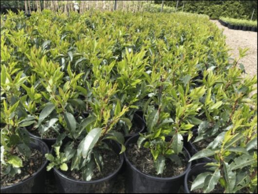 Prunus 'Portuguese Laurel' 8" Pot
