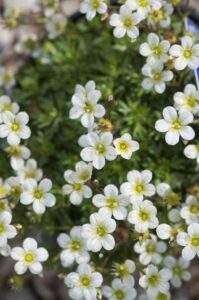 Close-up of white Saxifraga 'White' 6" Pot flowers with yellow centers surrounded by green foliage.