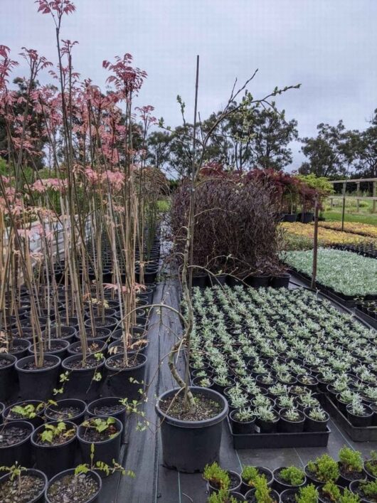 Rows of potted plants in a nursery, featuring seedlings and small trees such as the Salix 'Wee Scotty' Celtic Cascade in 1.5m height, are neatly arranged on a covered ground. Some are housed in 13" pots, displaying an array of vibrant greenery.