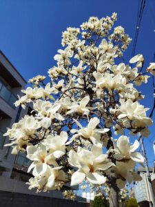Small Yulan Magnolia denudata tree in bloom with white flowers in late winter