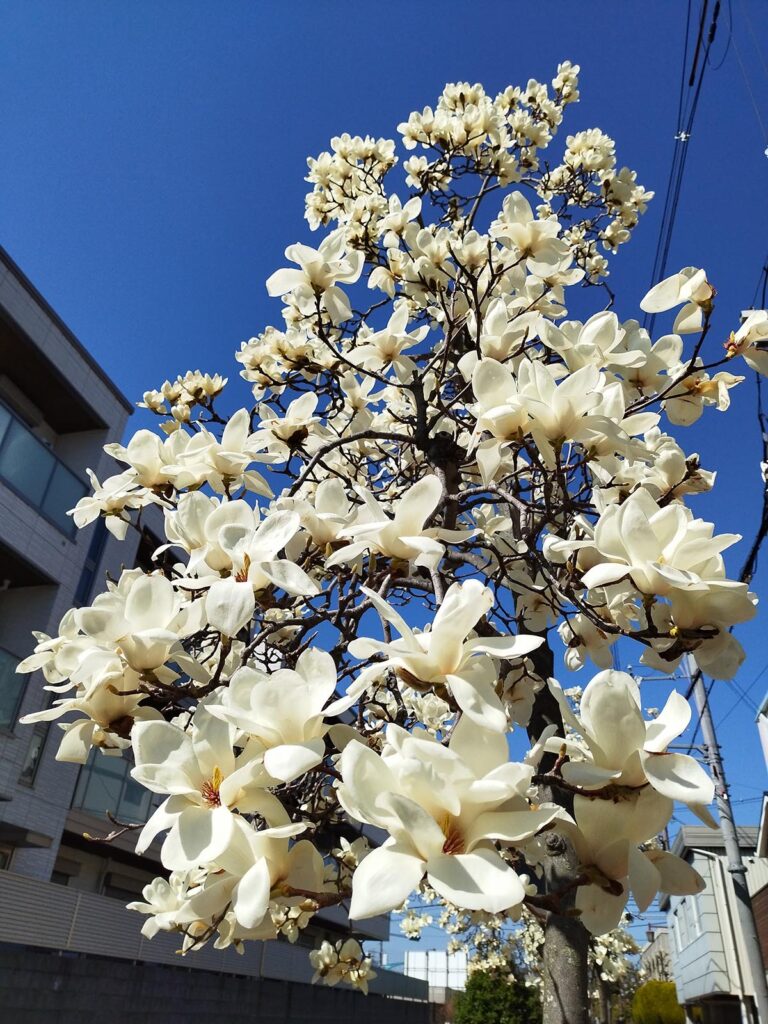 Magnolia 'Yulan' Hello Hello Plants
