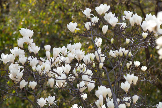 Yulan magnolia denudata branches in flower late winter with white blossoms