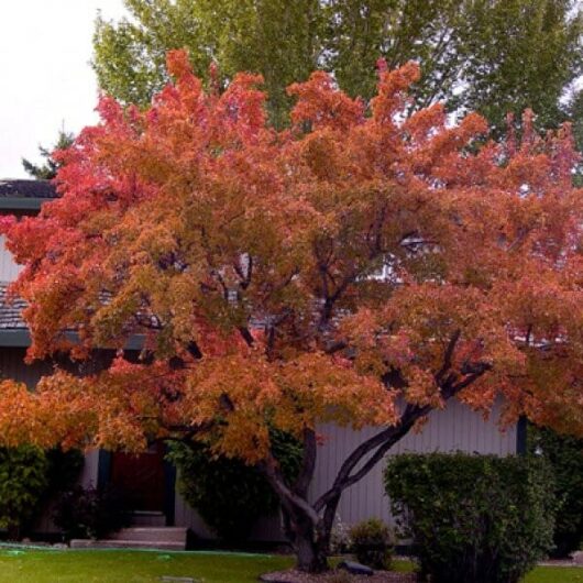 Acer 'Ginnala Flame' Japanese Maple 8" Pot tree with vibrant autumn foliage in front of a residential house.