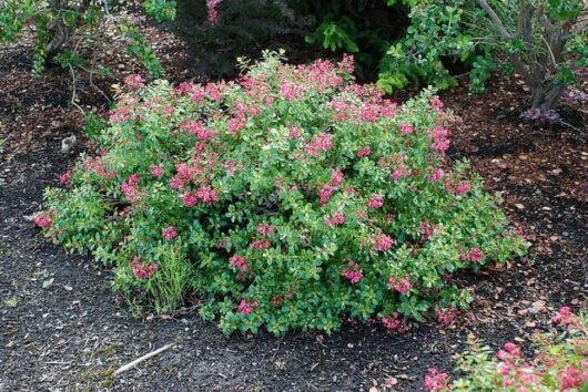 Escallonia 'Newport Dwarf'