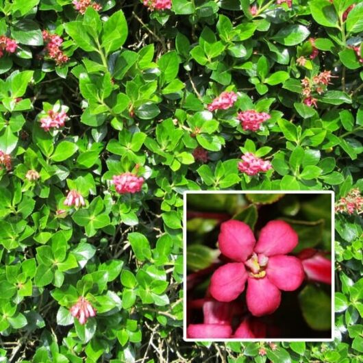 Escallonia 'Newport Dwarf'