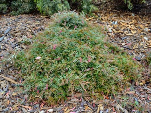 A ground-cover plant Grevillea 'Bronze Rambler' with green and pink foliage growing over a bed of mulch.
