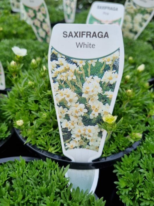 Saxifraga 'White' 6" Pot