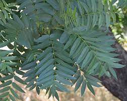 A close-up of Juglans 'Northern Californian' walnut leaves with elongated leaflets on a stem. The background shows a tree trunk and dry ground.
