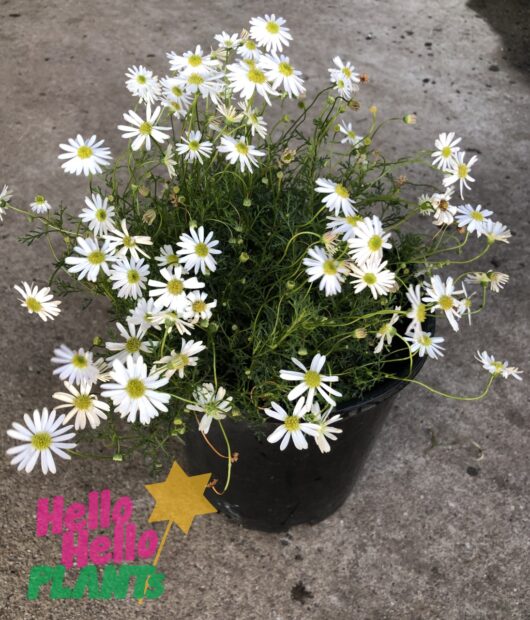 Brachyscome 'Cut-Leaf Daisy' White 6" Pot