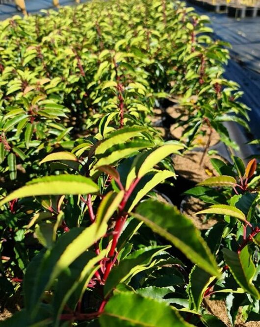Prunus 'Portuguese Laurel' (Pleached) 20" Pot