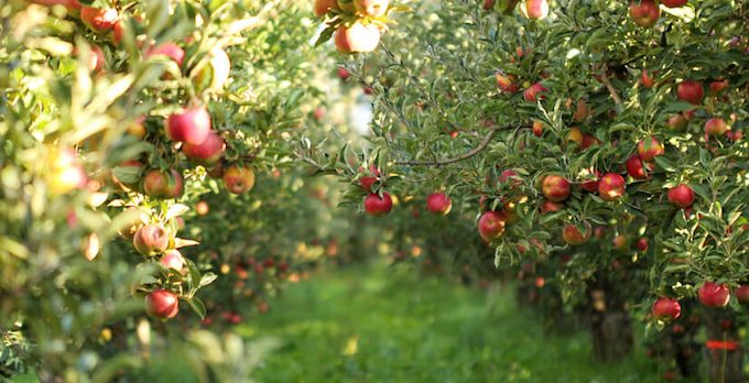 Bare Rooted Fruit Trees