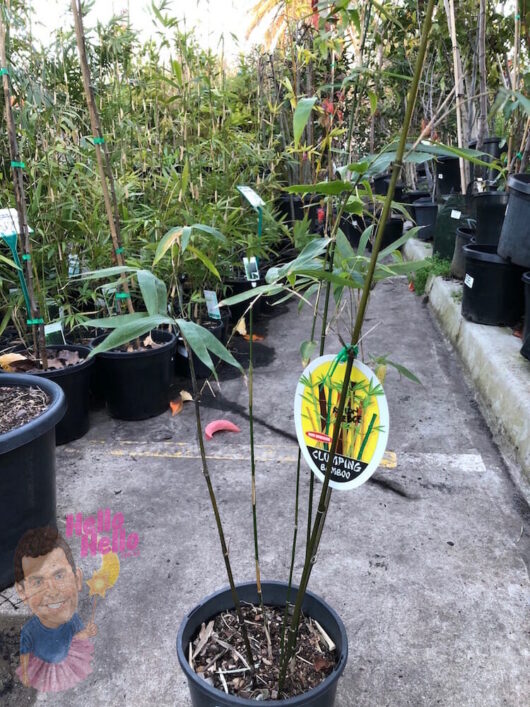 Bambusa multiplex 'Japanese Hedging' Bamboo 8" Pot in an outdoor nursery setting.