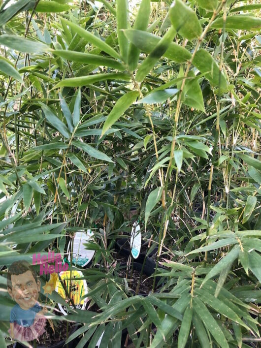 Various items partially obscured by Bambusa multiplex 'Japanese Hedging' Bamboo 8" Pot foliage.