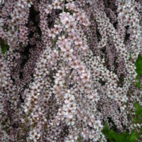 Leptospermum "Pink Cascade"